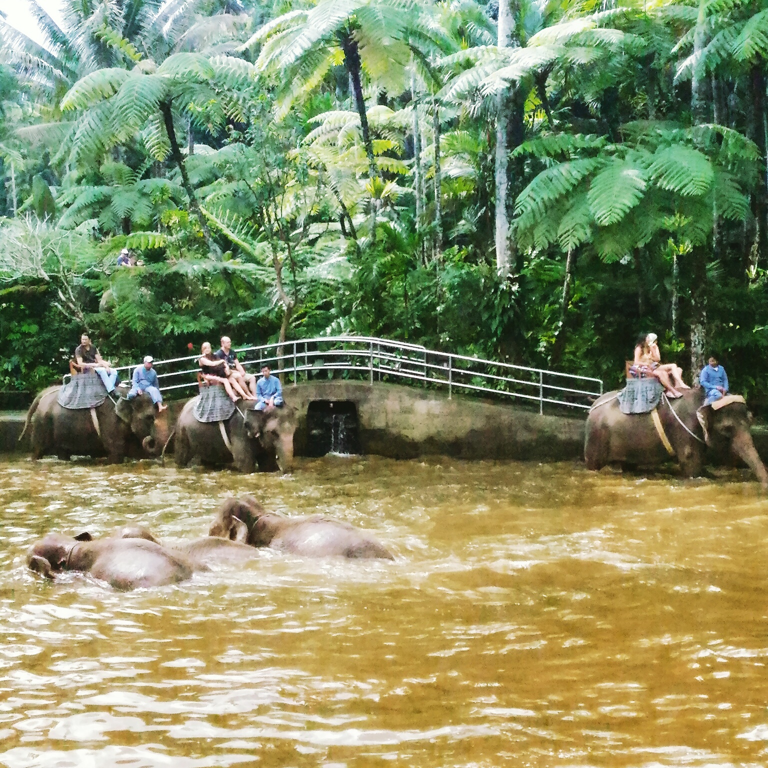elephant bath and ride